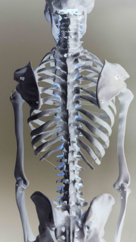 szkielet ludzki